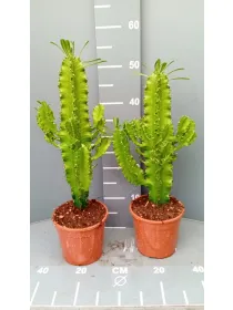 Euphorbia eritrea 15 h 50/60 V. 15 cm - Riviera Quality Societa' Agricola Cooperativa