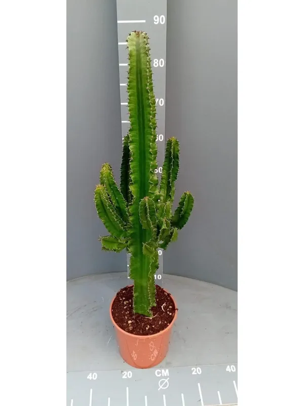 Euphorbia eritrea 19 h 80/90 V. 18 cm - Riviera Quality Societa' Agricola Cooperativa