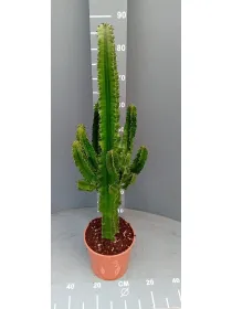 Euphorbia eritrea 19 h 80/90 V. 18 cm - Riviera Quality Societa' Agricola Cooperativa