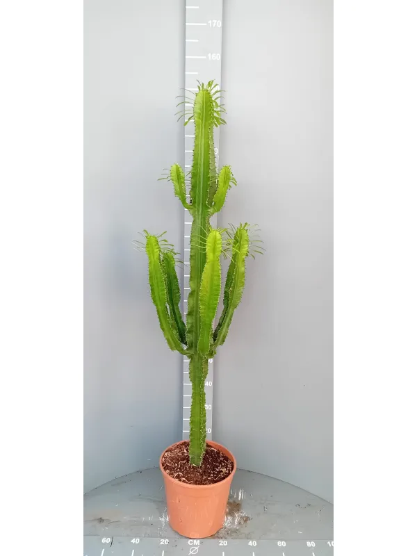 Euphorbia eritrea 27 h 130/140 V. 27 cm - Riviera Quality Societa' Agricola Cooperativa