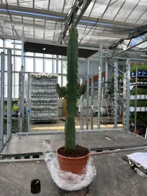 Euphorbia eritreae 17 V. 17 cm - Riviera Quality Societa' Agricola Cooperativa