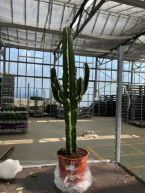 Euphorbia eritreae 21 h. 90/95 cm V. 22 cm - Riviera Quality Societa' Agricola Cooperativa