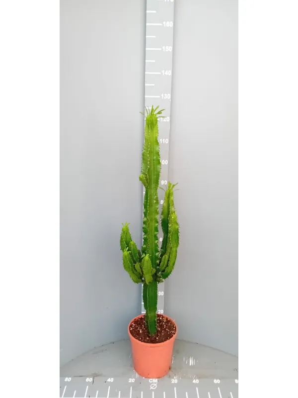 Euphorbia eritreae 24 h. 100 cm V. 24 cm - Riviera Quality Societa' Agricola Cooperativa