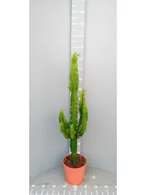 Euphorbia eritreae 24 h. 100 cm V. 24 cm - Riviera Quality Societa' Agricola Cooperativa