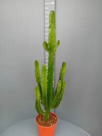 Euphorbia eritreae 30 h 140 cm V. 30 cm - Riviera Quality Societa' Agricola Cooperativa