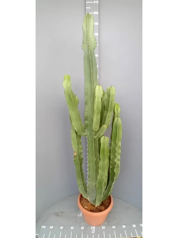 Euphorbia eritreae 35 h. 160 cm V. 35 cm - Riviera Quality Societa' Agricola Cooperativa