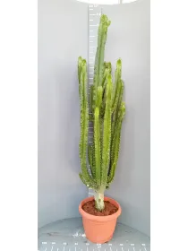 Euphorbia eritreae 40 h. 180 cm V. 40 cm - Riviera Quality Societa' Agricola Cooperativa