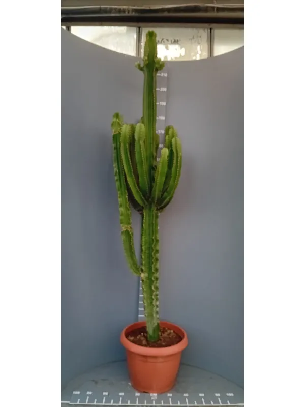 Euphorbia eritreae 45 h. 210 cm V. 45 cm - Riviera Quality Societa' Agricola Cooperativa
