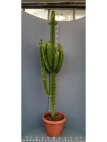 Euphorbia eritreae 45 h. 210 cm V. 45 cm - Riviera Quality Societa' Agricola Cooperativa