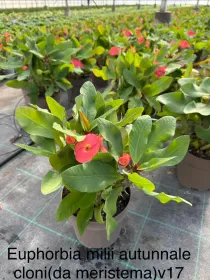 Euphorbia milii 17 "spina christi" V. 17 cm - Riviera Quality Societa' Agricola Cooperativa