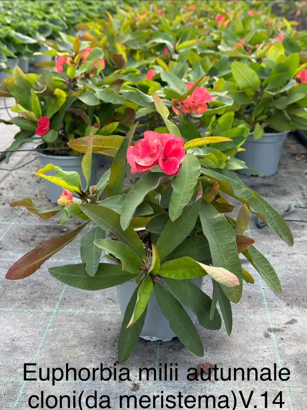 Euphorbia milii autunnale 14 V. 14 cm - Riviera Quality Societa' Agricola Cooperativa