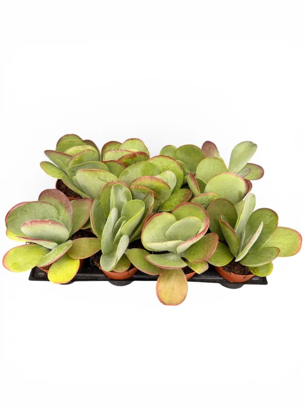 Kalanchoe thyrsiflora V. 12 cm - Riviera Quality Societa' Agricola Cooperativa