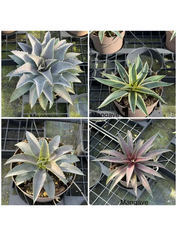 Mangave 17 V. 17 cm - Riviera Quality Societa' Agricola Cooperativa