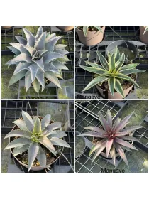 Mangave 17 V. 17 cm - Riviera Quality Societa' Agricola Cooperativa