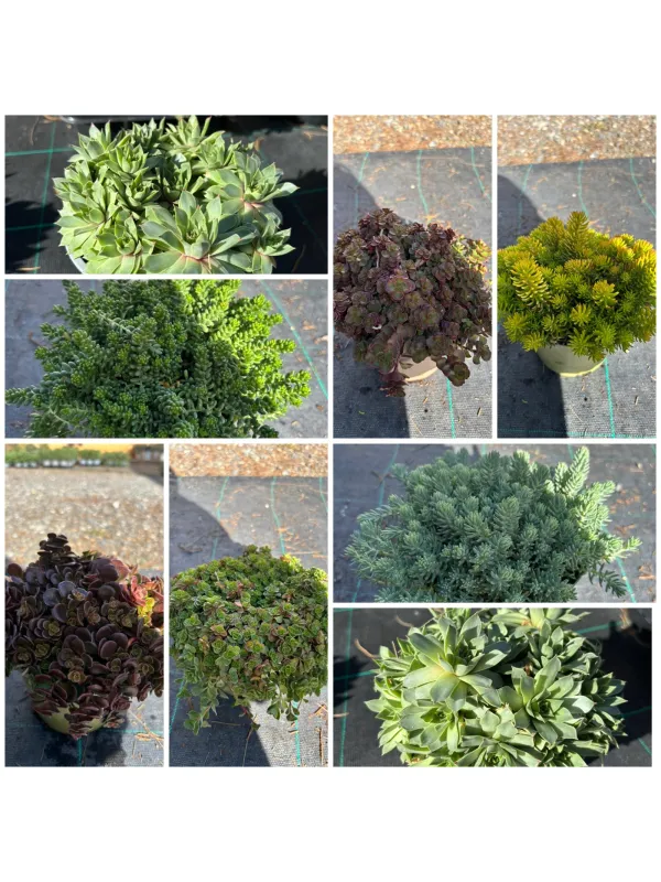 Sedum 14 V. 14 cm - Riviera Quality Societa' Agricola Cooperativa