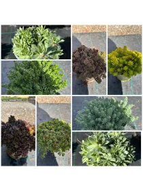 Sedum 14 V. 14 cm - Riviera Quality Societa' Agricola Cooperativa