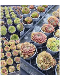 Sedum 9 V. 9 cm - Riviera Quality Societa' Agricola Cooperativa