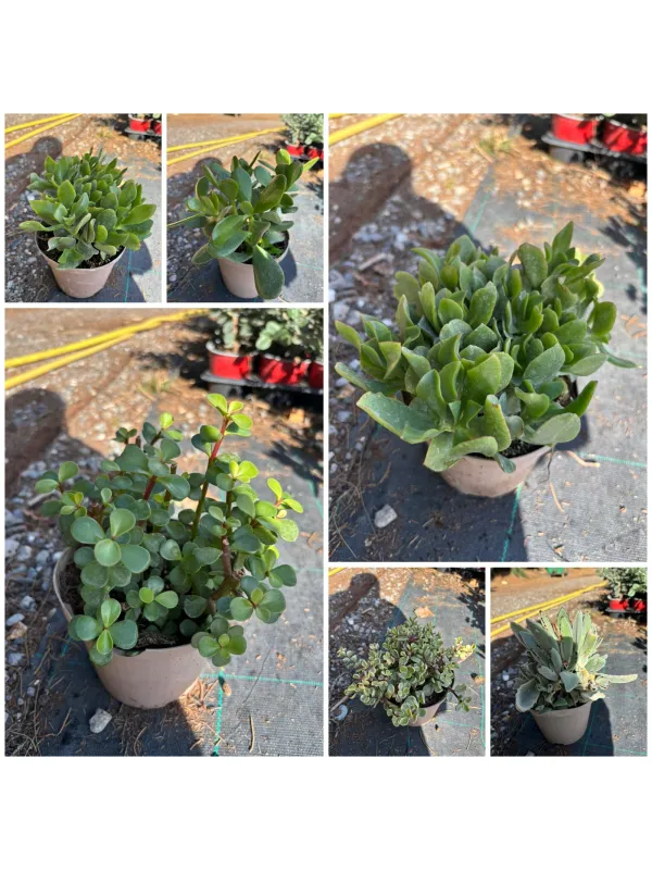 Sempervivum mix 14 V. 14 cm - Riviera Quality Societa' Agricola Cooperativa