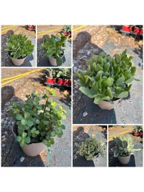 Sempervivum mix 14 V. 14 cm - Riviera Quality Societa' Agricola Cooperativa