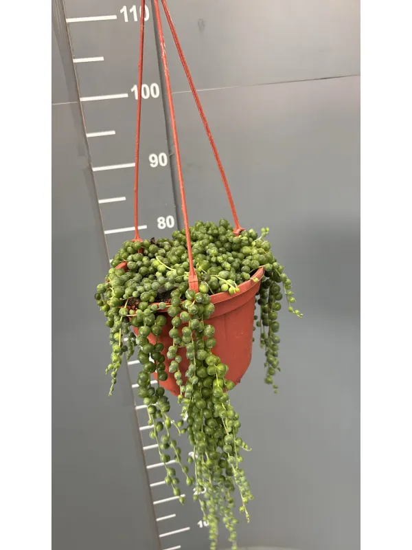 Senecio rowleyanus bsk 16 V. 16 cm - Riviera Quality Societa' Agricola Cooperativa