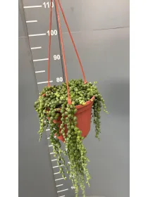 Senecio rowleyanus bsk 16 V. 16 cm - Riviera Quality Societa' Agricola Cooperativa