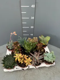 Succulente 10½ V. 10,5 cm - Riviera Quality Societa' Agricola Cooperativa