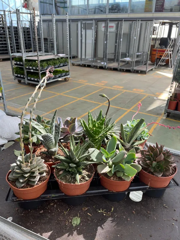 Succulente 12 V. 12 cm - Riviera Quality Societa' Agricola Cooperativa