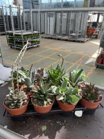 Succulente 12 V. 12 cm - Riviera Quality Societa' Agricola Cooperativa