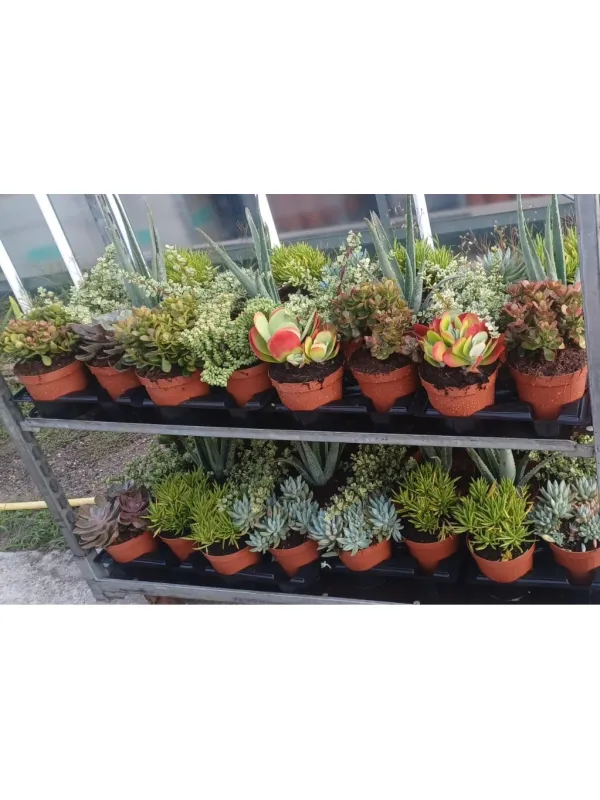 Succulente 15 V. 15 cm - Riviera Quality Societa' Agricola Cooperativa