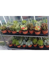 Succulente 15 V. 15 cm - Riviera Quality Societa' Agricola Cooperativa