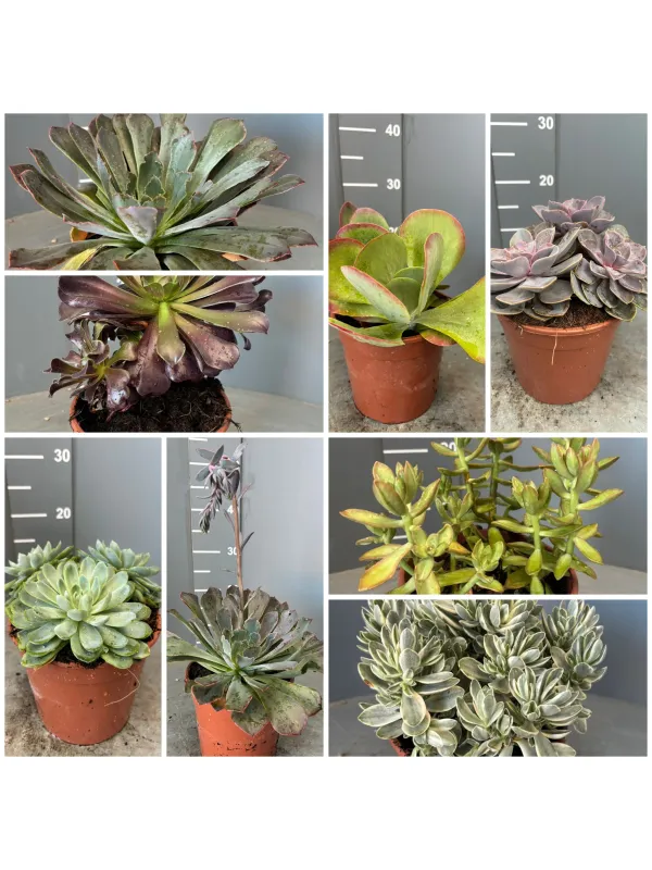 Succulente 17 V. 17 cm - Riviera Quality Societa' Agricola Cooperativa