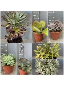 Succulente 17 V. 17 cm - Riviera Quality Societa' Agricola Cooperativa