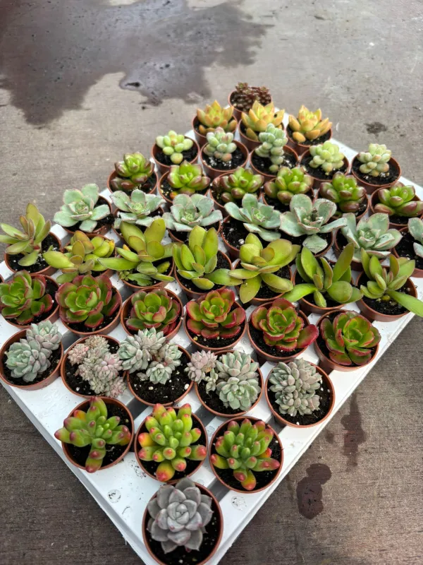 Succulente 3½ V. 3,5 cm - Riviera Quality Societa' Agricola Cooperativa