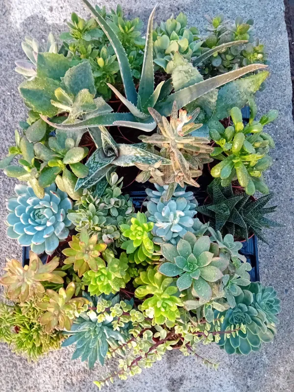 Succulente 5½ V. 5,5 cm - Riviera Quality Societa' Agricola Cooperativa