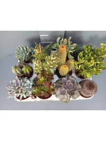 Succulente 7½ V. 7,5 cm - Riviera Quality Societa' Agricola Cooperativa