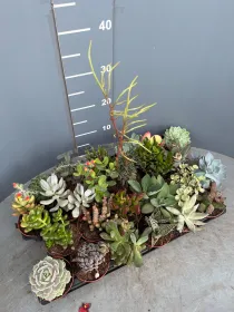 Succulente 8½ V. 8,5 cm - Riviera Quality Societa' Agricola Cooperativa