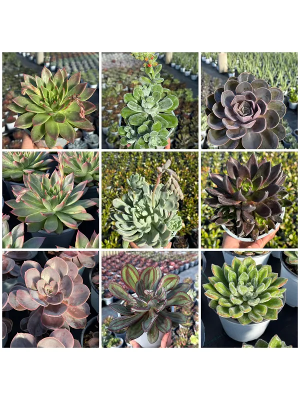 Succulente mix 14 V. 14 cm - Riviera Quality Societa' Agricola Cooperativa