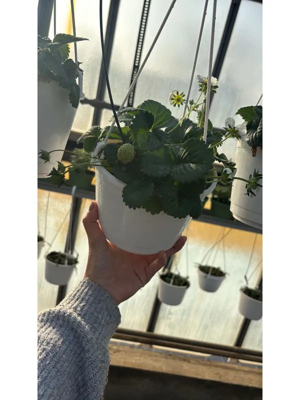 Fragola bsk 16 V. 16 cm - Riviera Quality Societa' Agricola Cooperativa