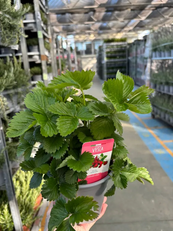 Fragola di bosco 14 V. 14 cm - Riviera Quality Societa' Agricola Cooperativa