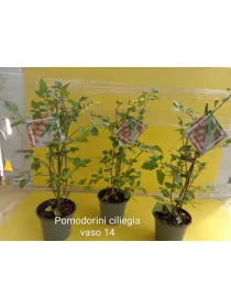 Pomodoro ciliegino pir. 14 h.60/70 V. 14 cm - Riviera Quality Societa' Agricola Cooperativa