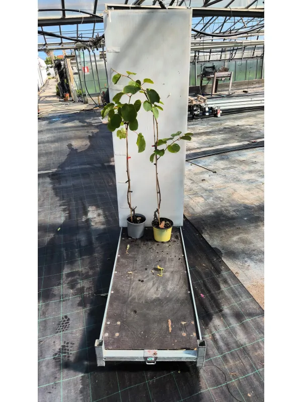 Kiwi 18 h. 100 V. 18 cm - Riviera Quality Societa' Agricola Cooperativa