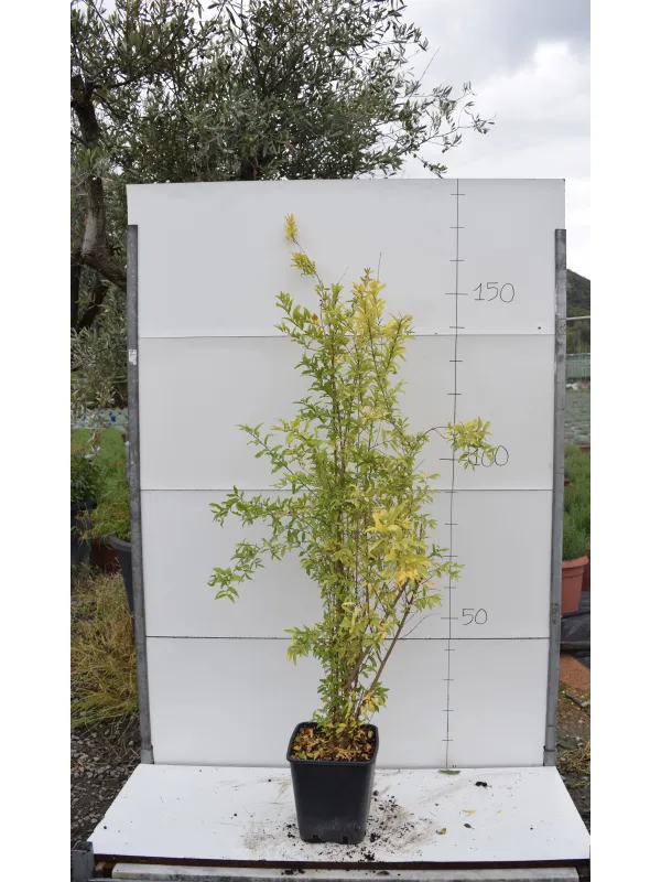 Melograno alberrello 22x22 V. 22 cm - Riviera Quality Societa' Agricola Cooperativa