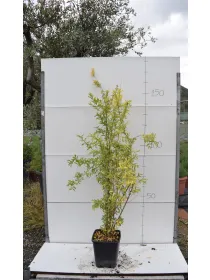 Melograno alberrello 22x22 V. 22 cm - Riviera Quality Societa' Agricola Cooperativa