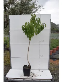 Pesca noce alberello var. antiche 22x22 V. 22 cm - Riviera Quality Societa' Agricola Cooperativa