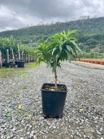 Pesco 22x22 h 80/100 varieta' nane V. 22 cm - Riviera Quality Societa' Agricola Cooperativa