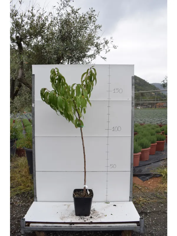 Pesco alberello 22x22 varieta' miste V. 22 cm - Riviera Quality Societa' Agricola Cooperativa