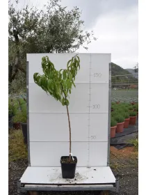 Pesco alberello 22x22 varieta' miste V. 22 cm - Riviera Quality Societa' Agricola Cooperativa