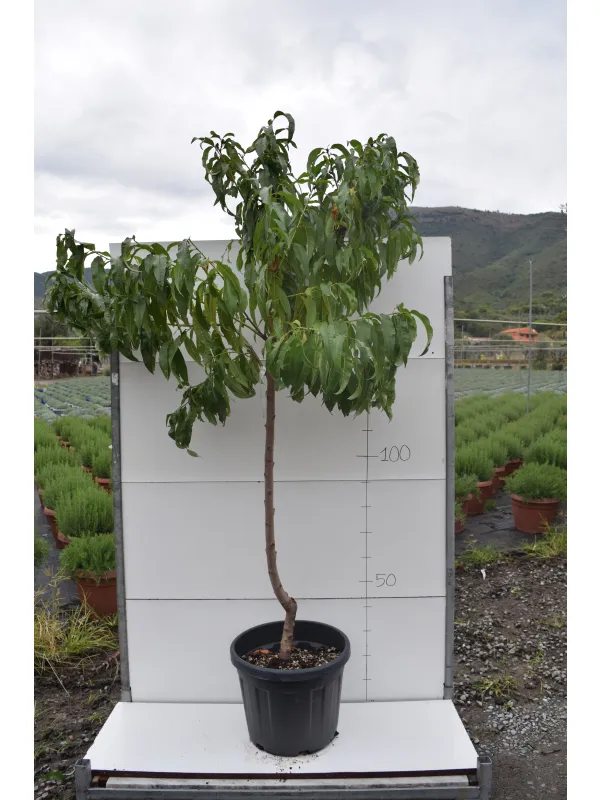 Pesco alberello varieta' miste vaso 35 V. 35 cm - Riviera Quality Societa' Agricola Cooperativa