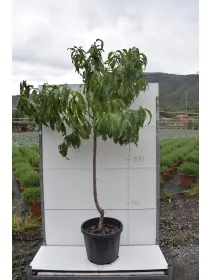 Pesco alberello varieta' miste vaso 35 V. 35 cm - Riviera Quality Societa' Agricola Cooperativa