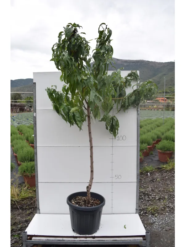 Pesco alberello vaso 35 - netarina V. 35 cm - Riviera Quality Societa' Agricola Cooperativa